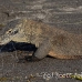 dragon_komodo_hsb_rinca_h_1939_kom4298.jpg